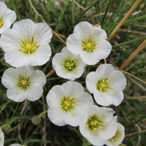 Minuartia liniflora sensu Schinz & Thell. (Minuartie à feuilles capillaires)