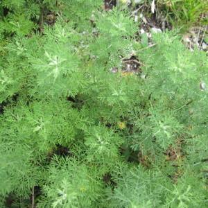 Photographie n°98045 du taxon Artemisia chamaemelifolia Vill. [1779]