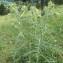  Hugues Tinguy - Cirsium morisianum Rchb.f. [1853]