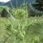  Hugues Tinguy - Cirsium morisianum Rchb.f. [1853]