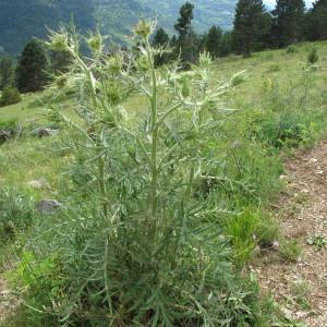 Photographie n°98055 du taxon Cirsium morisianum Rchb.f. [1853]