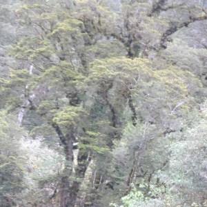  - Nothofagus 