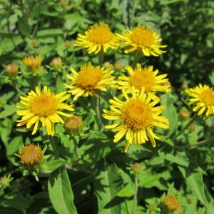 Photographie n°98093 du taxon Inula helvetica Weber [1784]