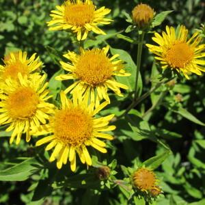 Inula helvetica Weber (Inule de Suisse)