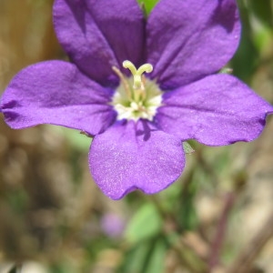 Photographie n°98103 du taxon Legousia speculum-veneris (L.) Chaix [1785]