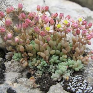 Photographie n°98114 du taxon Sedum dasyphyllum L.
