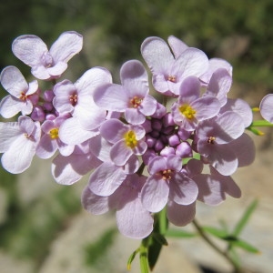 Iberis amara var. orbicularis Lacroix (Ibéris amer)