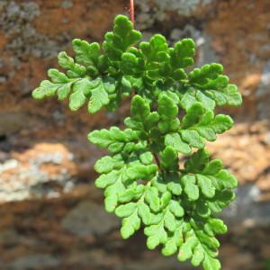  - Cheilanthes tinaei Tod. [1886]