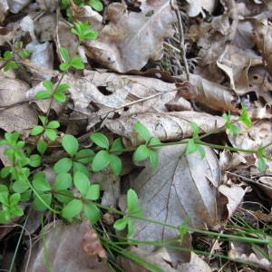  - Galium rotundifolium L. [1753]