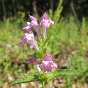 Photographie n°98121 du taxon Galeopsis ladanum L. [1753]