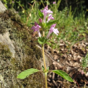 Photographie n°98123 du taxon Galeopsis ladanum L. [1753]
