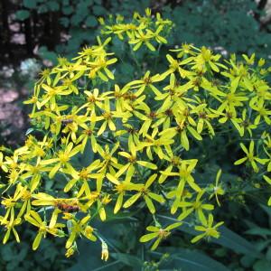 Photographie n°98134 du taxon Senecio ovatus (P.Gaertn., B.Mey. & Scherb.) Willd. [1803]