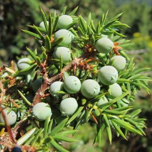 Photographie n°98145 du taxon Juniperus communis L. [1753]