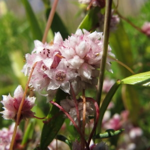 Photographie n°98146 du taxon Cuscuta epithymum (L.) L. [1774]