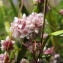  Hugues Tinguy - Cuscuta epithymum (L.) L. [1774]