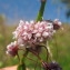  Hugues Tinguy - Cuscuta epithymum (L.) L. [1774]