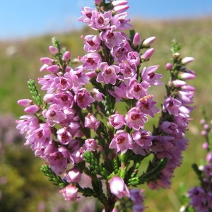 Photographie n°98162 du taxon Calluna vulgaris (L.) Hull