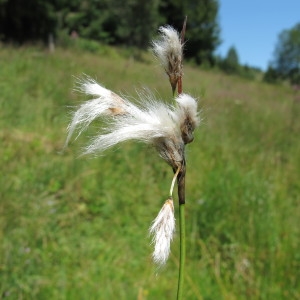 Photographie n°98176 du taxon Eriophorum angustifolium Honck. [1782]