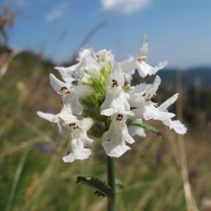 Photographie n°98180 du taxon Stachys officinalis (L.) Trévis. [1842]