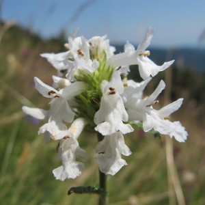 Photographie n°98181 du taxon Stachys officinalis (L.) Trévis. [1842]