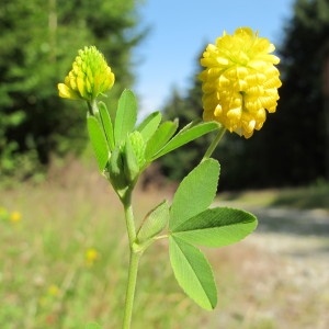 Photographie n°98193 du taxon Trifolium aureum Pollich [1777]