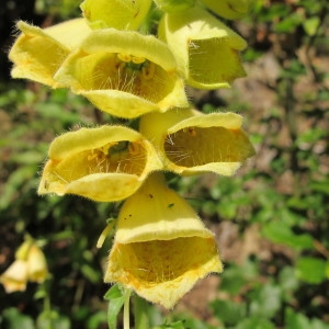 Photographie n°98194 du taxon Digitalis grandiflora Mill. [1768]