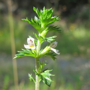 Euphrasia micrantha Rchb. (Euphraise à petites fleurs)