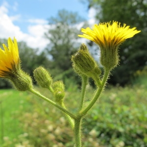 Sonchidium palustre (L.) Pomel (Laiteron des marais)