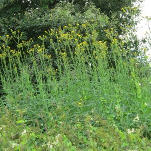 Photographie n°98203 du taxon Sonchus palustris L. [1753]