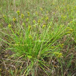  - Carex viridula Michx. [1803]