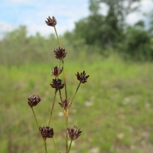  - Juncus alpinoarticulatus subsp. fuscoater (Schreb.) O.Schwarz [1949]