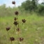  Hugues Tinguy - Juncus alpinoarticulatus subsp. fuscoater (Schreb.) O.Schwarz [1949]