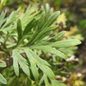 Photographie n°98218 du taxon Artemisia absinthium L. [1753]