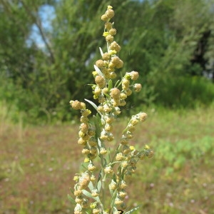 Photographie n°98219 du taxon Artemisia absinthium L. [1753]