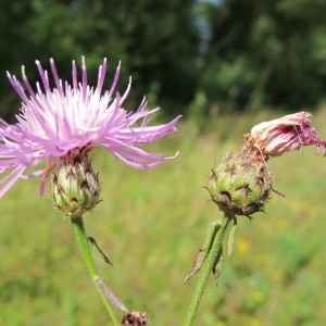 Photographie n°98220 du taxon Centaurea stoebe L. [1753]