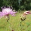  Hugues Tinguy - Centaurea stoebe L. [1753]