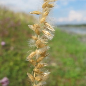 Photographie n°98226 du taxon Melica ciliata L. [1753]