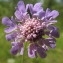  Hugues Tinguy - Scabiosa columbaria L. [1753]