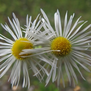 Photographie n°98236 du taxon Erigeron annuus (L.) Desf. [1804]