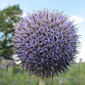 Photographie n°98240 du taxon Echinops exaltatus Schrad. [1809]