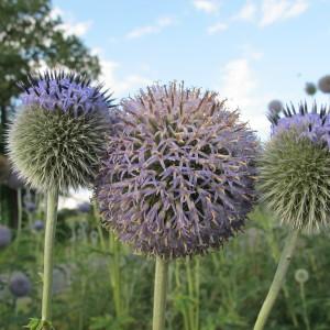 Photographie n°98243 du taxon Echinops exaltatus Schrad. [1809]