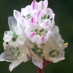 Scilla fastigiata Viv. (Jacinthe de Pouzolz)