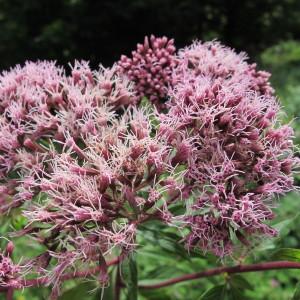 Eupatorium cannabinum L. (Eupatoire à feuilles de chanvre)