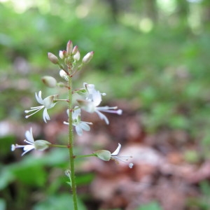 Circaea alpina n-subsp. intermedia (Ehrh.) Bonnier & Layens (Circée intermédiaire)