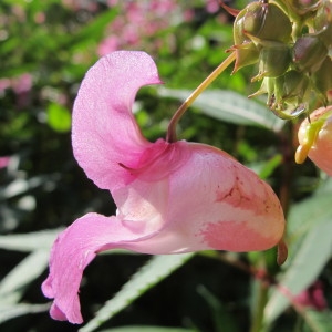 Photographie n°98281 du taxon Impatiens glandulifera Royle [1833]