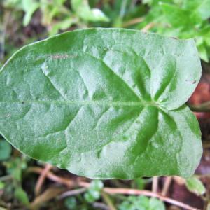 Photographie n°98289 du taxon Rumex arifolius All. [1773]