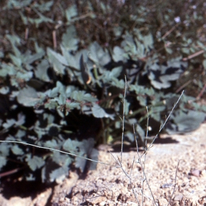  - Rhanterium suaveolens Desf.