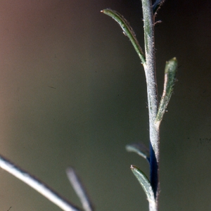  - Rhanterium suaveolens Desf.