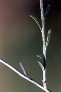 Liliane Roubaudi, le 16 mars 2006 (Tunisie)
