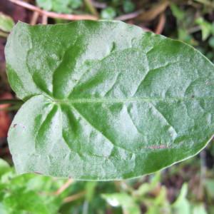 Photographie n°98292 du taxon Rumex arifolius All. [1773]